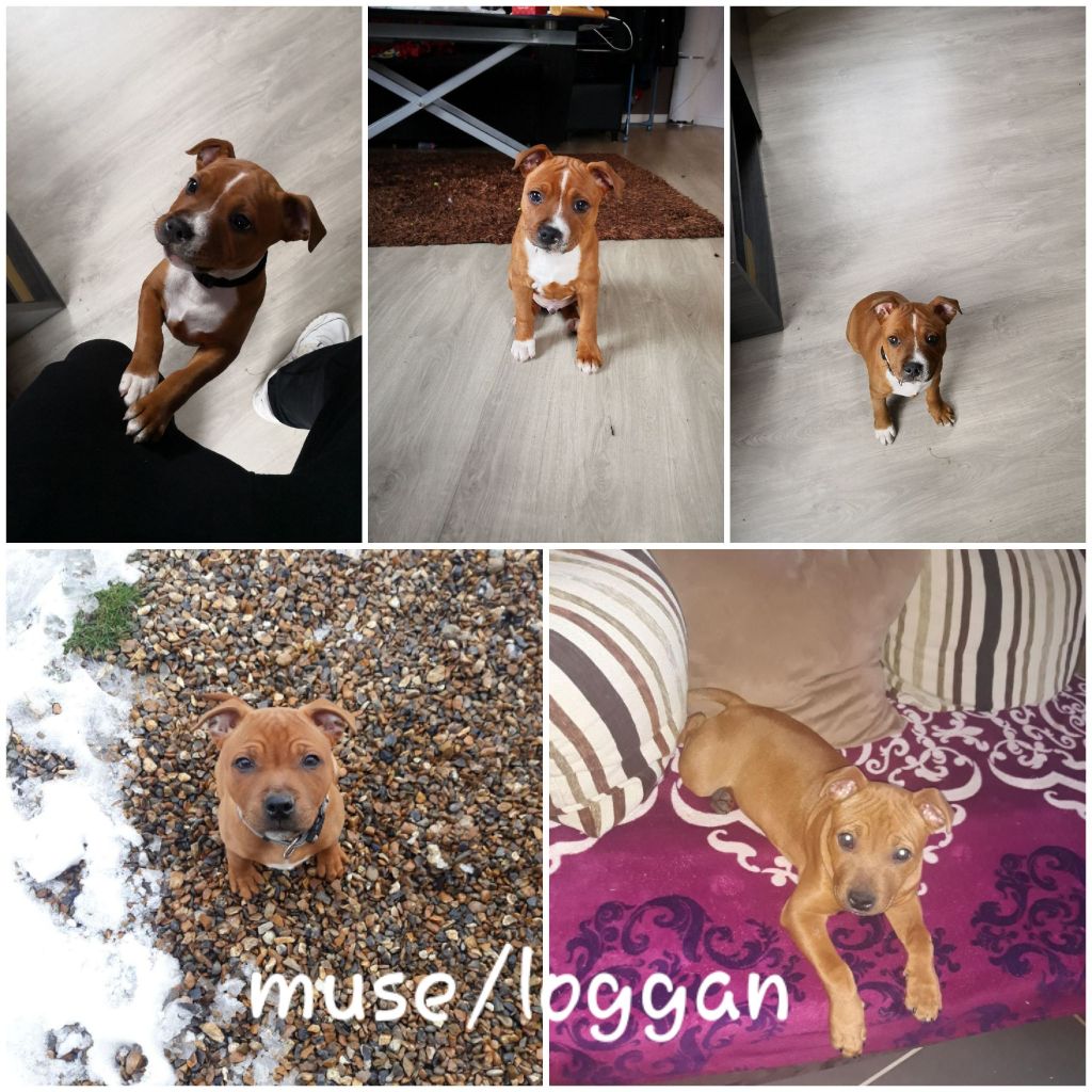 chiot muse loggan