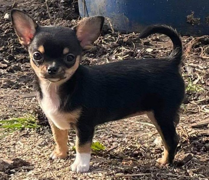 des plaines du scardon - Chiots disponibles - Chihuahua