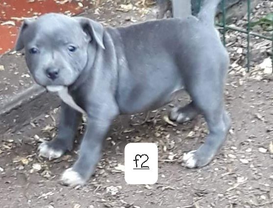 des plaines du scardon - Chiots disponibles - Staffordshire Bull Terrier