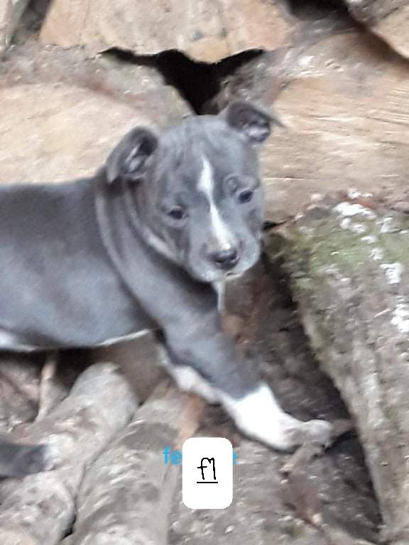 des plaines du scardon - Chiots disponibles - Staffordshire Bull Terrier