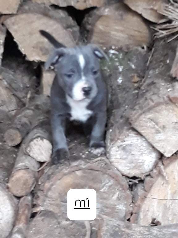 des plaines du scardon - Chiots disponibles - Staffordshire Bull Terrier